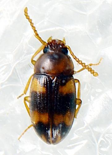 Alphitophagus bifasciatus
